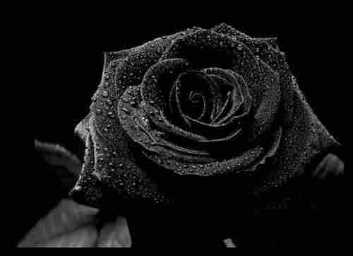 Siyah güller gül resimleri