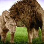 2 Kasım 2011 çarşamba Aslan Burcu Yorumu