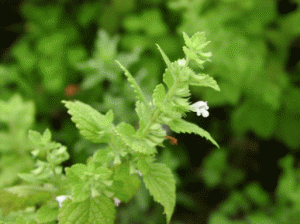 melisa-yaginin-faydalari