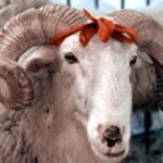 Kurban Bayramı Ne zaman 2013