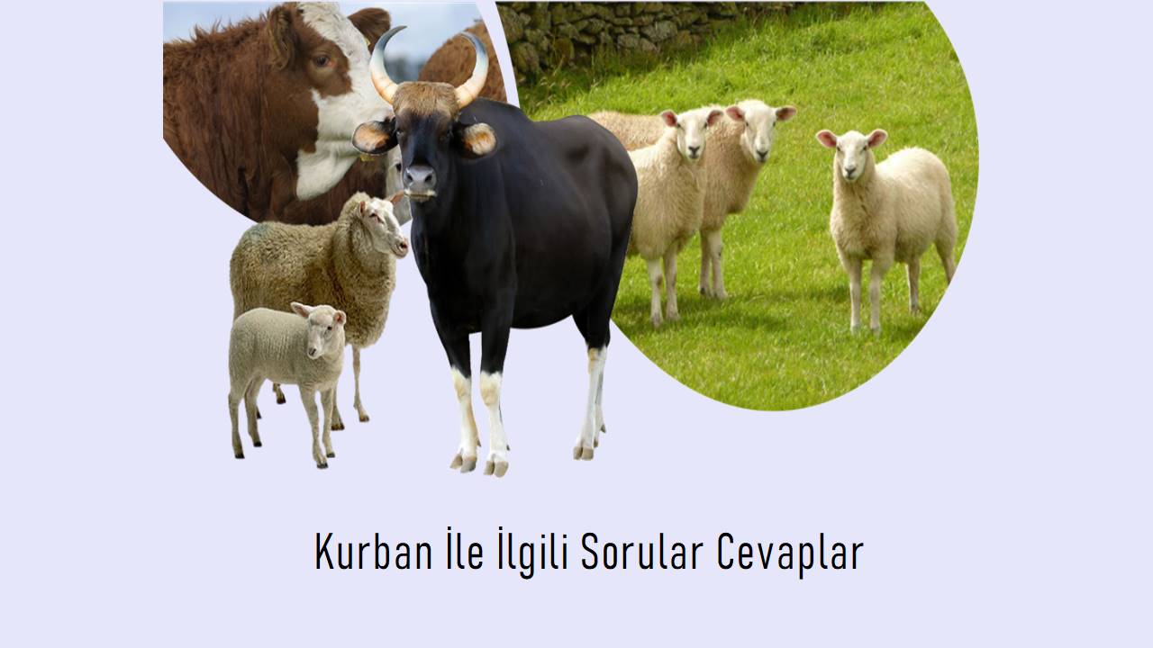 Kurban İle İlgili Sorular Cevaplar