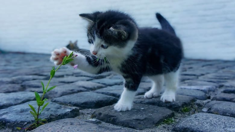 Çiçek ve küçük kedi resmi