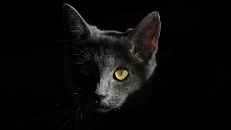 Siyah kedi resmi