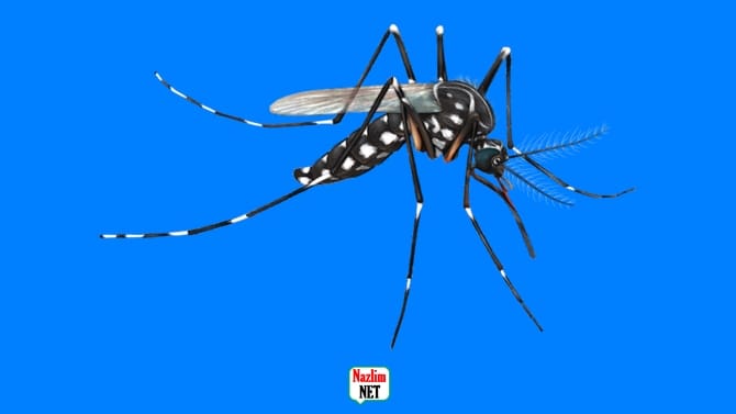 Sivrisinekler kimi ısırır, kimleri ısırmaz?