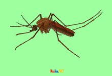 Sivrisinekler neden kan emer? Kimi ısırır, kimleri ısırmaz?