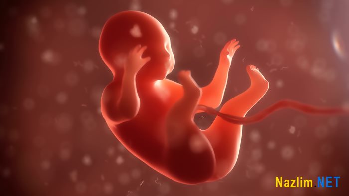 Anne karnındaki bebeğin duyu organları gelişimi