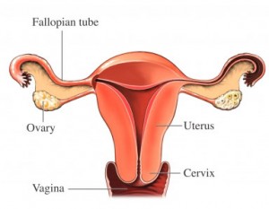 uterus