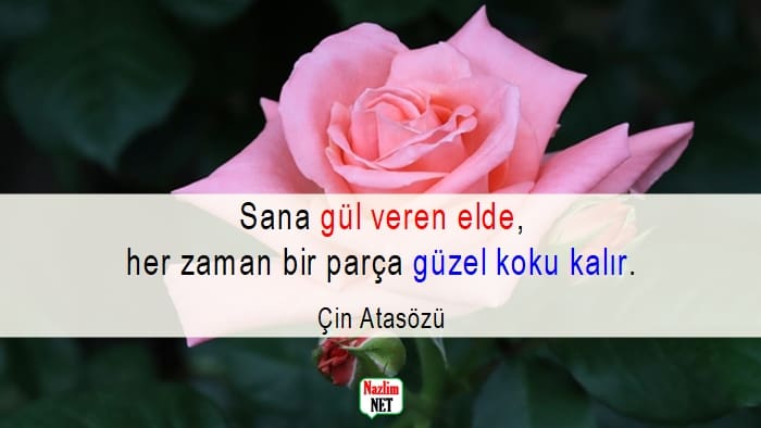 Beyaz gül sözleri