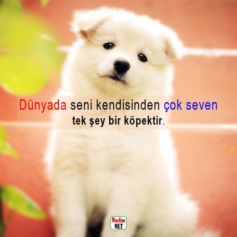 Köpek sözleri 2022