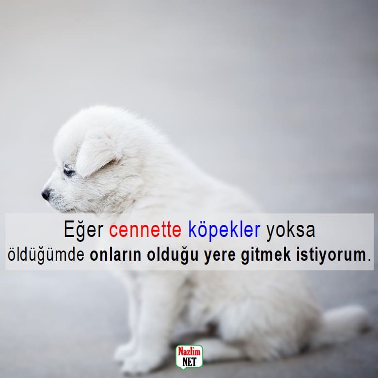 Köpek sözleri 2023