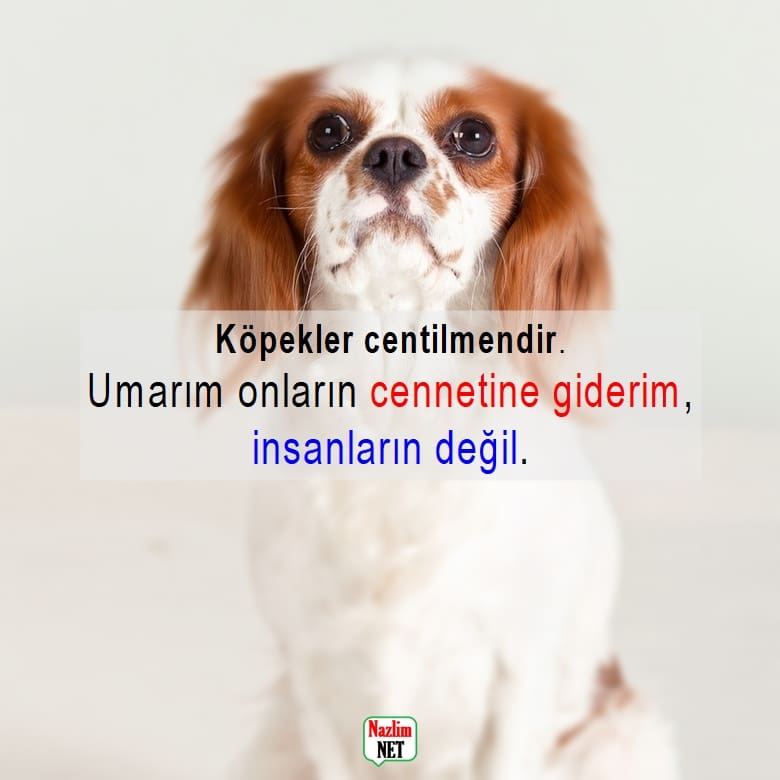 Köpek sözleri 2025