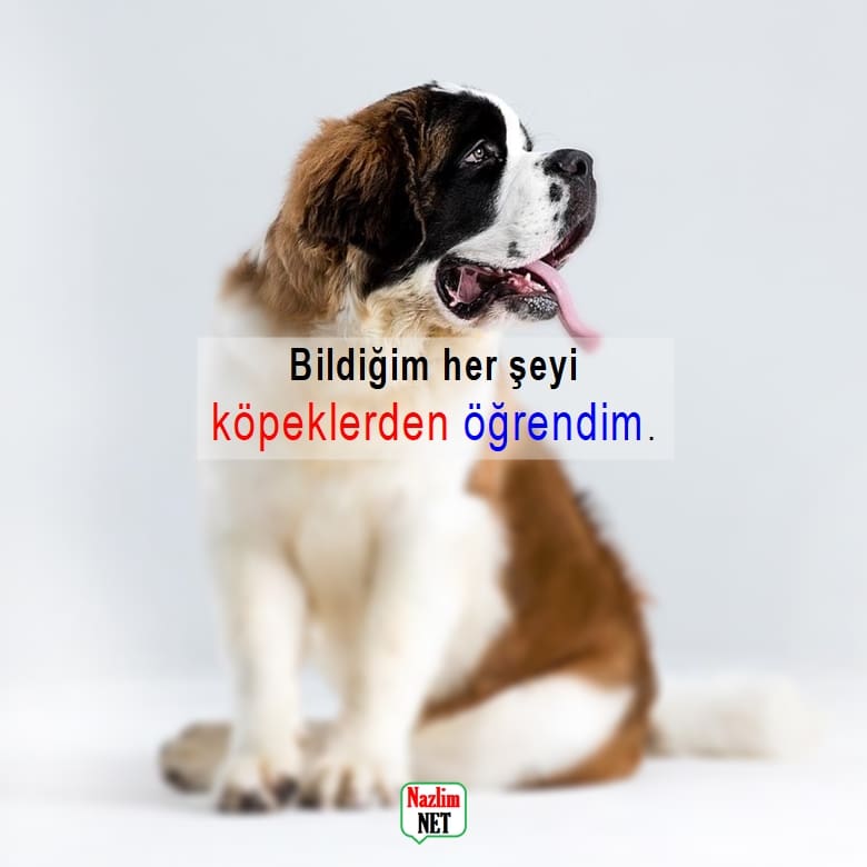 Köpek sözleri resimli