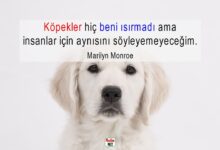 Köpeklerle ilgili sözler