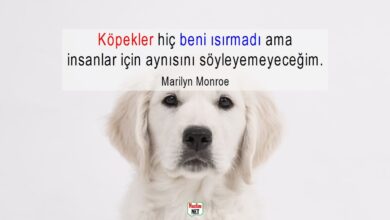 Köpeklerle ilgili sözler