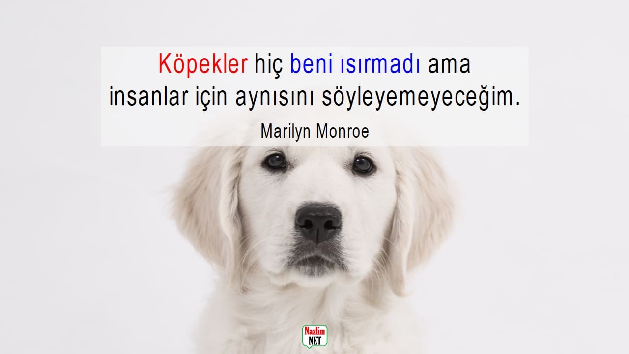 Köpeklerle ilgili sözler