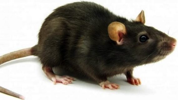 Rüyada Fare Görmek Ne Anlama Gelir?