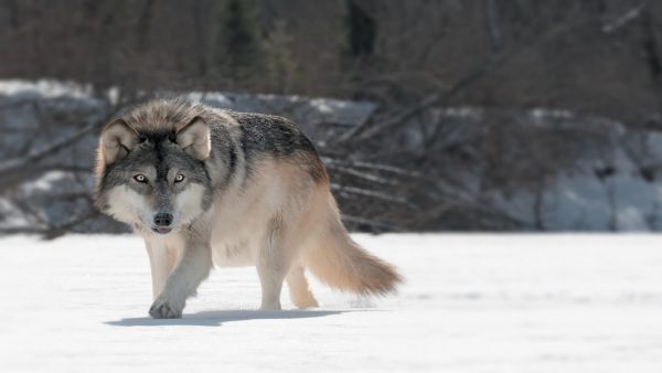 Rüyada Kurt Görmek Ne Anlama Gelir?